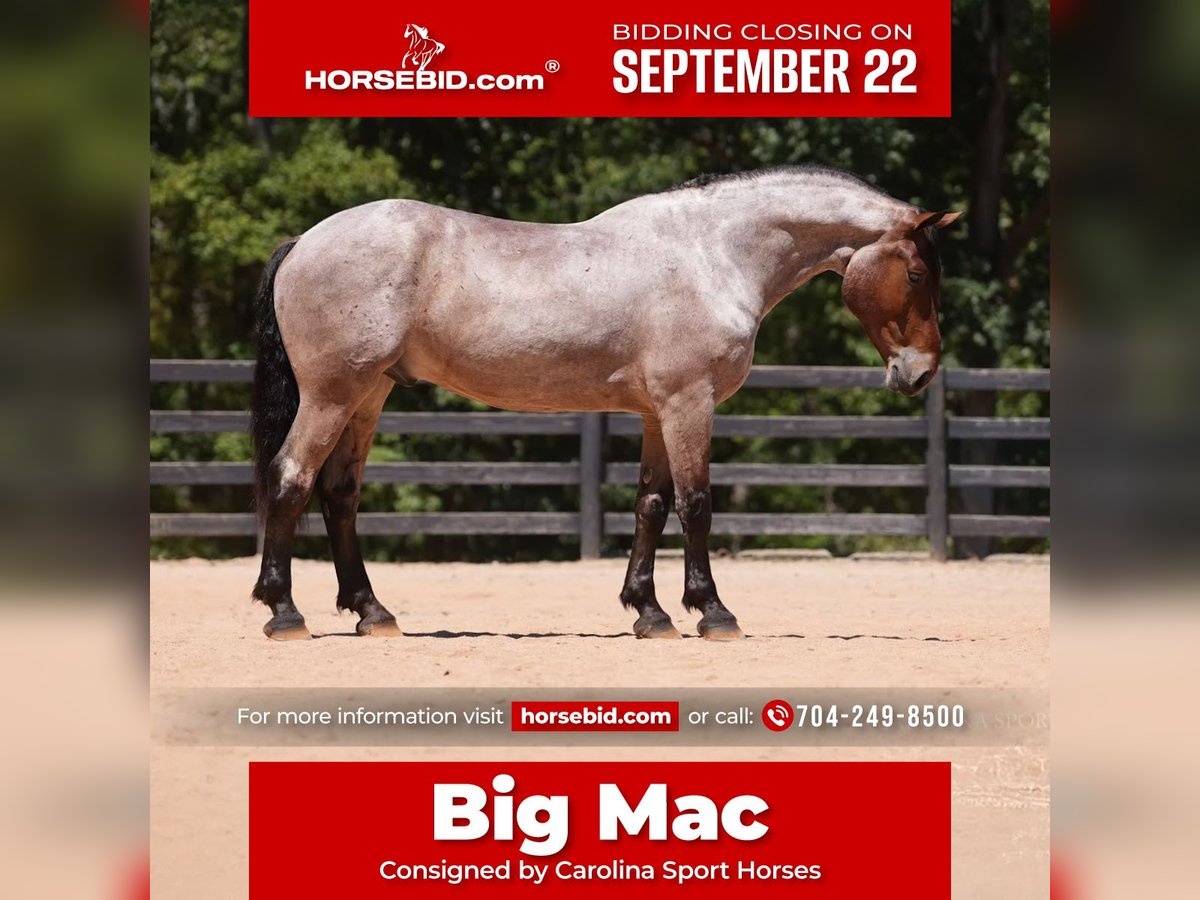 Percheron Mix Gelding 5 years 17,1 hh Roan-Bay in Clover, SC