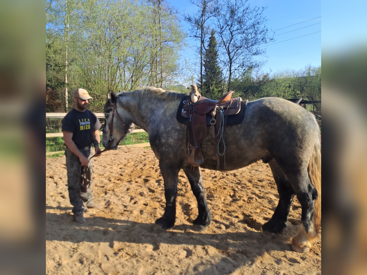 Percheron Gelding 5 years 17 hh Gray in Rehau