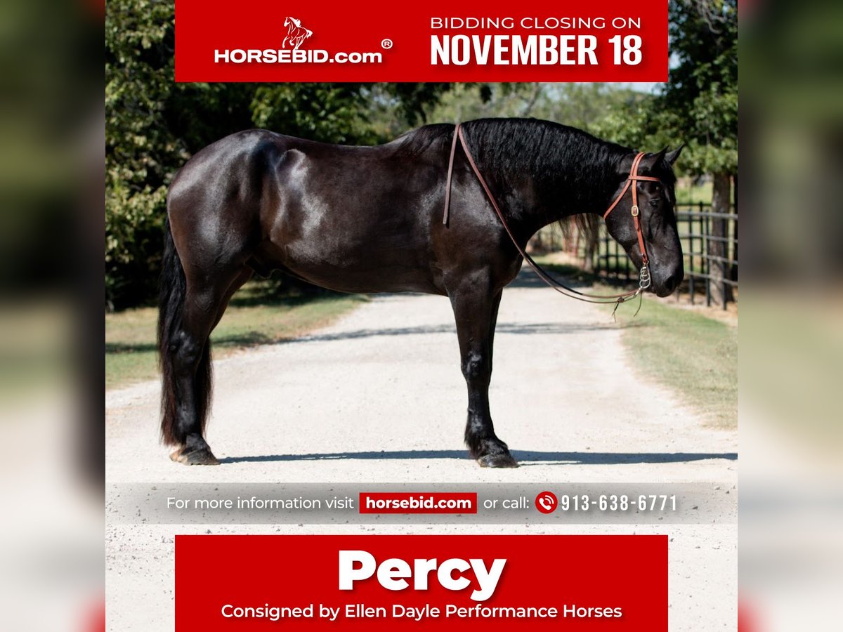 Percheron Gelding 5 years 18,2 hh Black in Argyle, TX