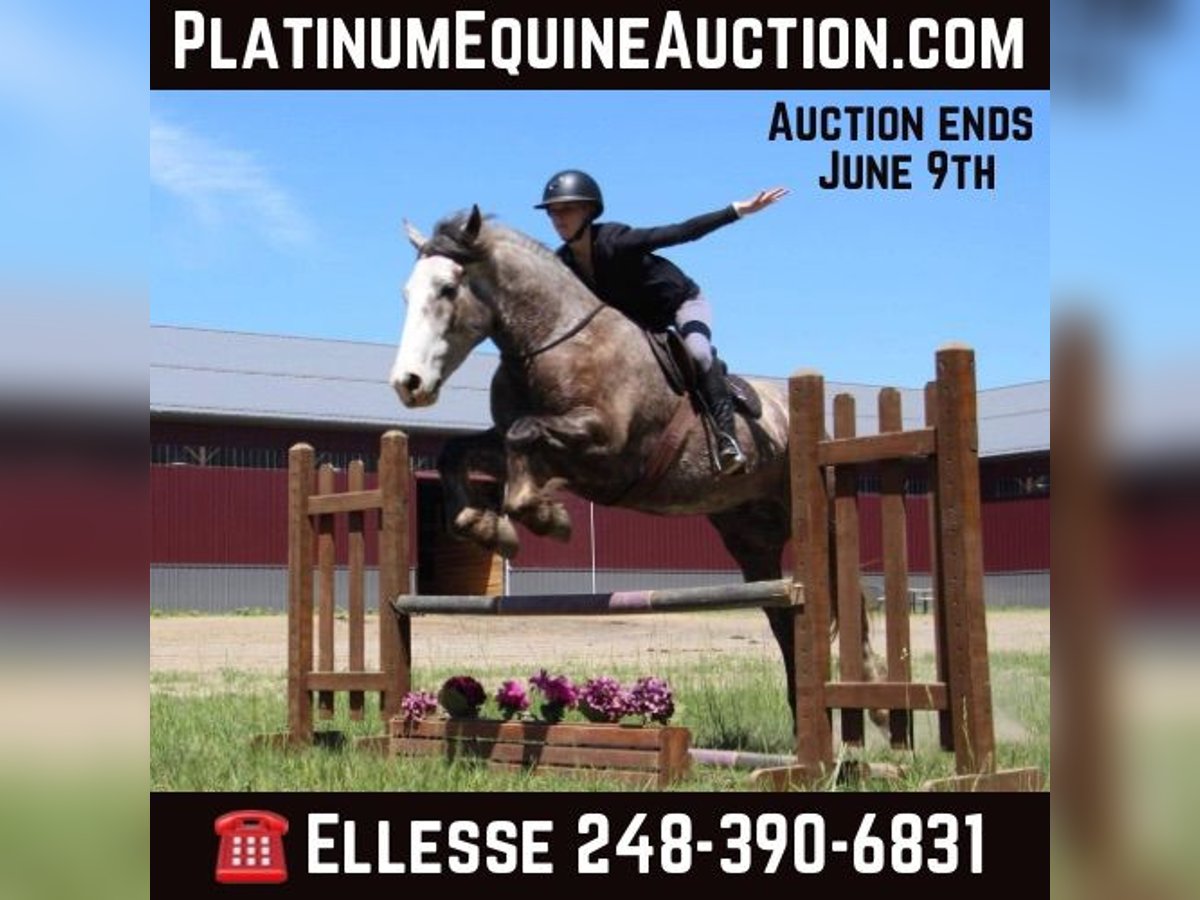 Percheron Gelding 6 years 15,3 hh Grey-Dapple in Howell MI