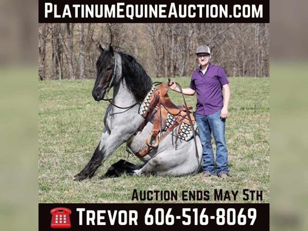 Percheron Gelding 6 years 16,1 hh Roan-Blue in Parkers Lake Ky