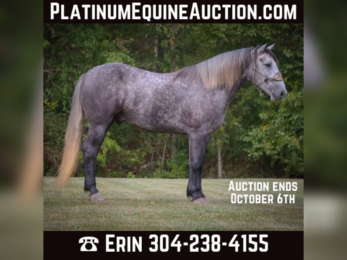 Percheron Gelding 6 years 16,3 hh Grey-Dapple in FLemingsburg Ky