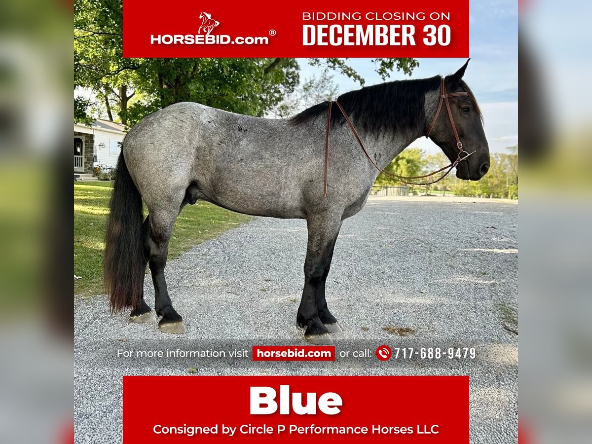 Percheron Mix Gelding 6 years 17 hh Roan-Blue in Littlestown, PA