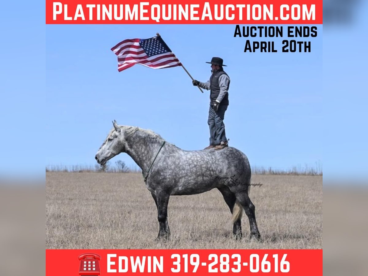 Percheron Gelding 6 years Grey-Dapple in Fairbank IA