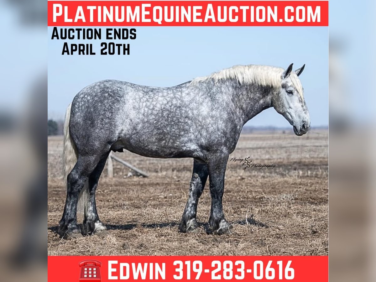 Percheron Gelding 6 years Grey in Fairbank IA