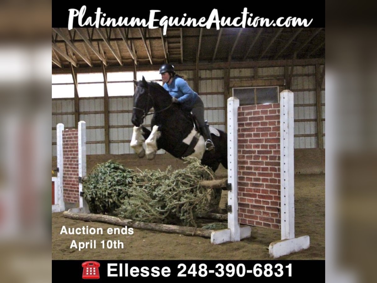 Percheron Gelding 7 years 16,1 hh Tobiano-all-colors in Highland MI