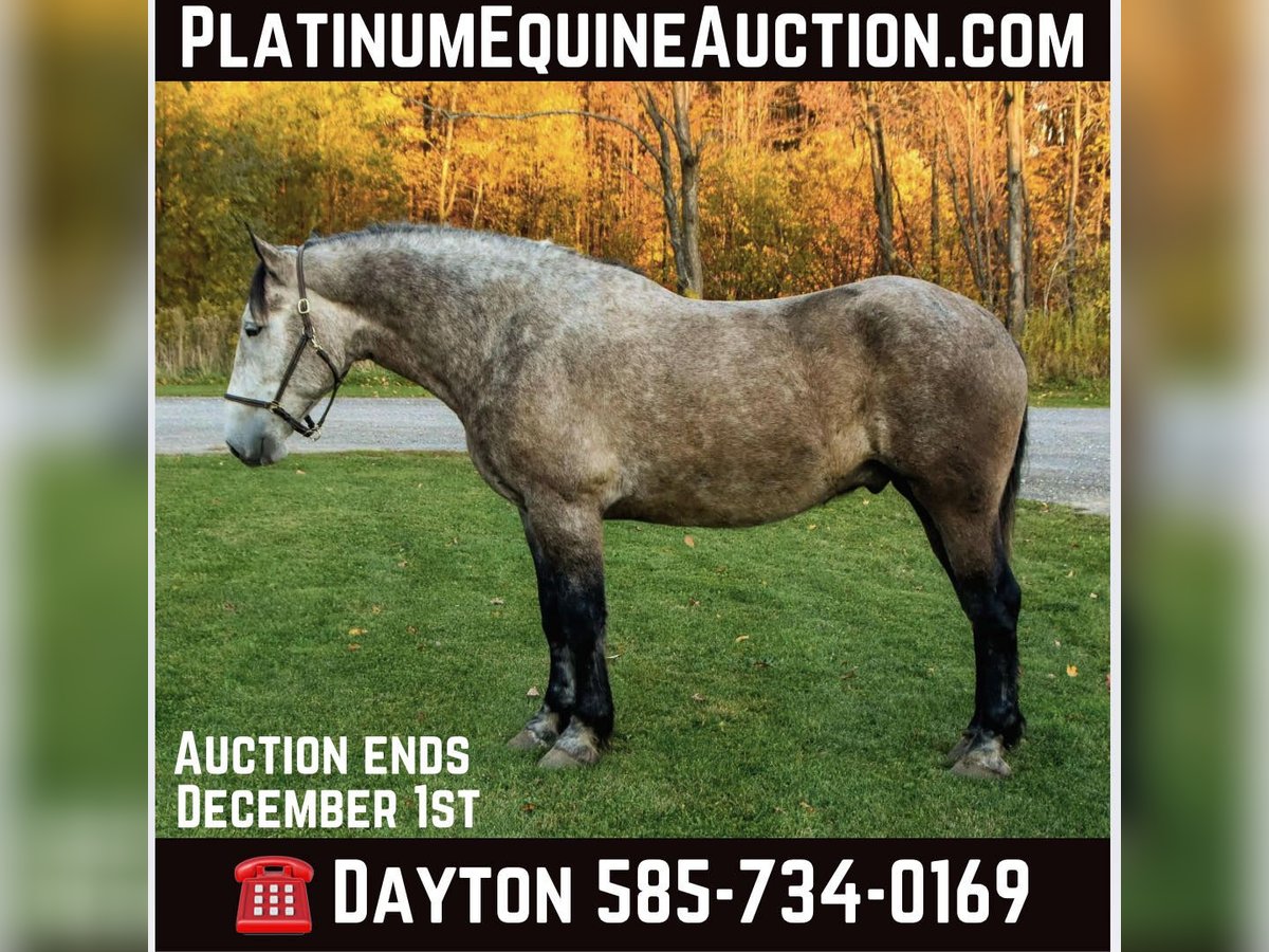 Percheron Gelding 7 years 17,3 hh Grey in Warsaw NY