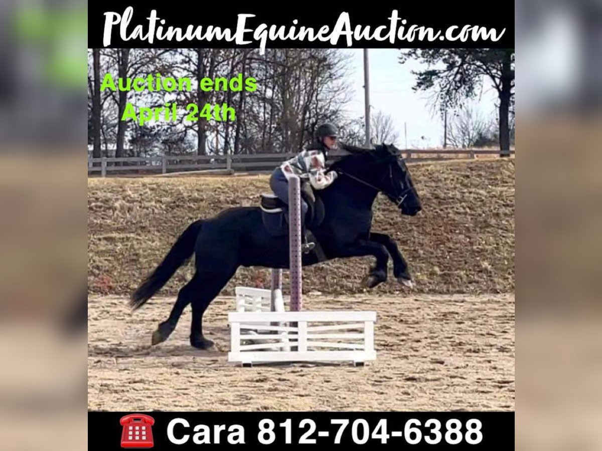 Percheron Gelding 8 years 16 hh Black in Borden IN