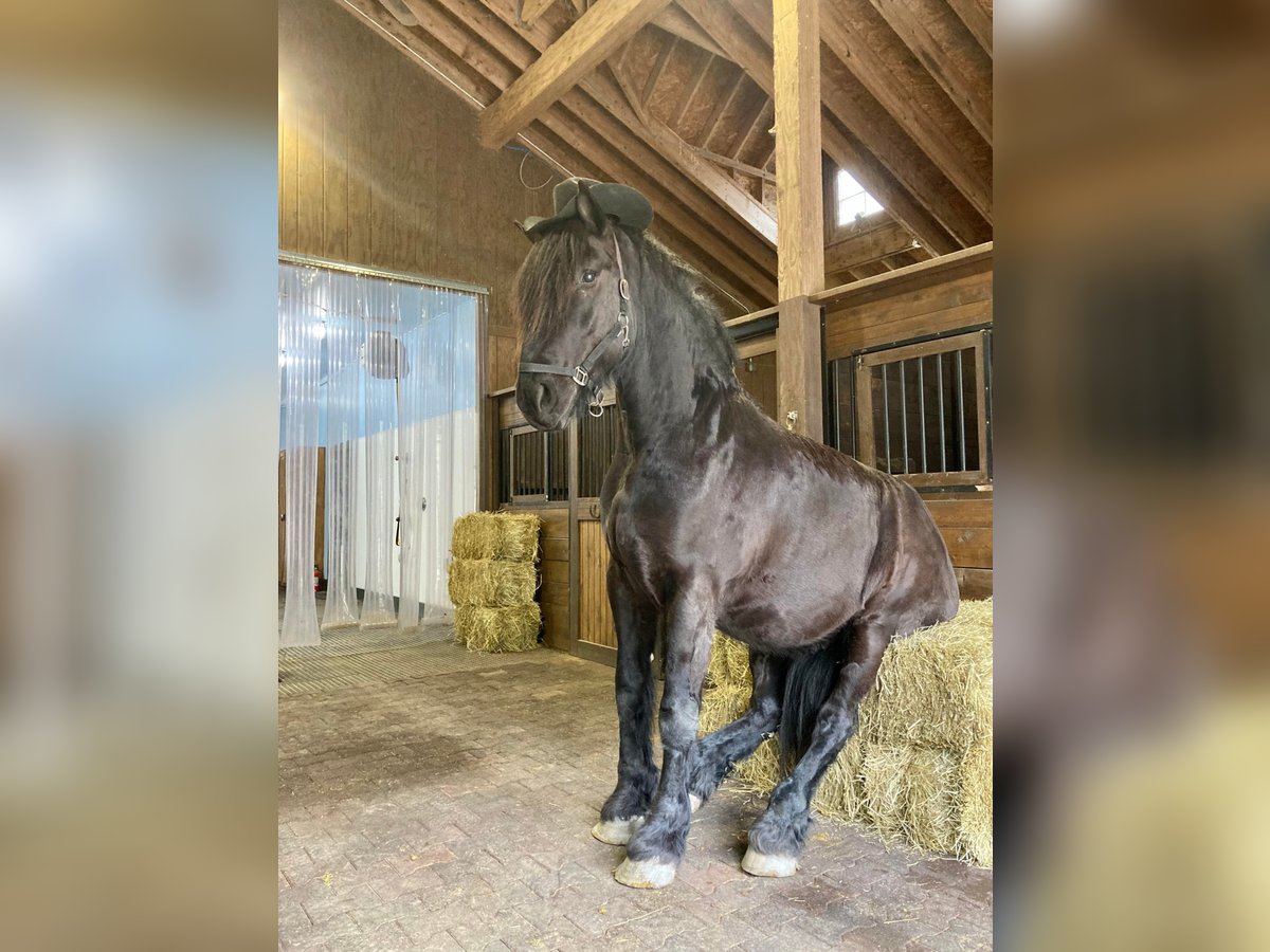 Percheron Gelding 8 years 17 hh Black in Carolina RI