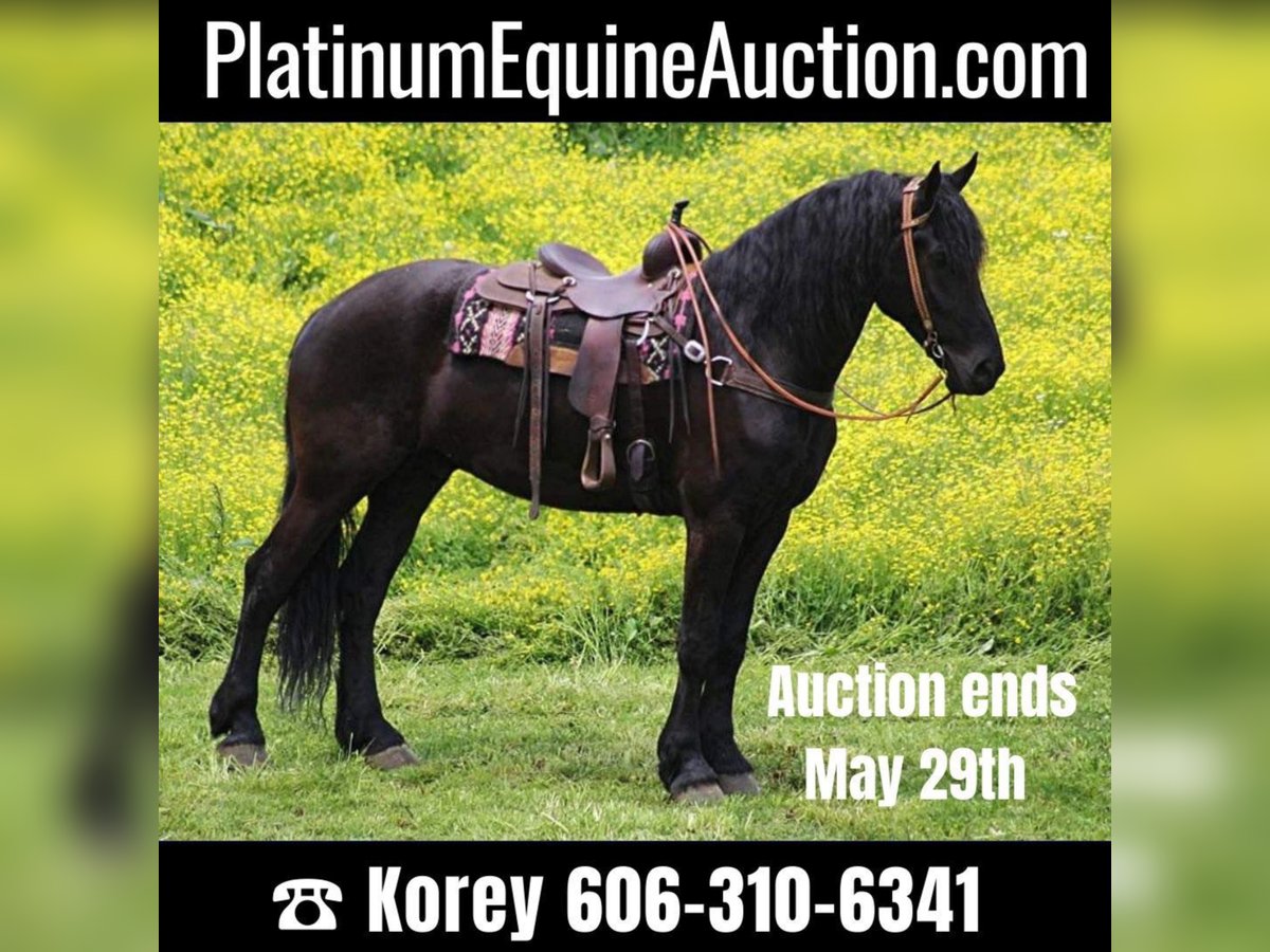 Percheron Gelding 8 years 17 hh Black in Whitley City KY