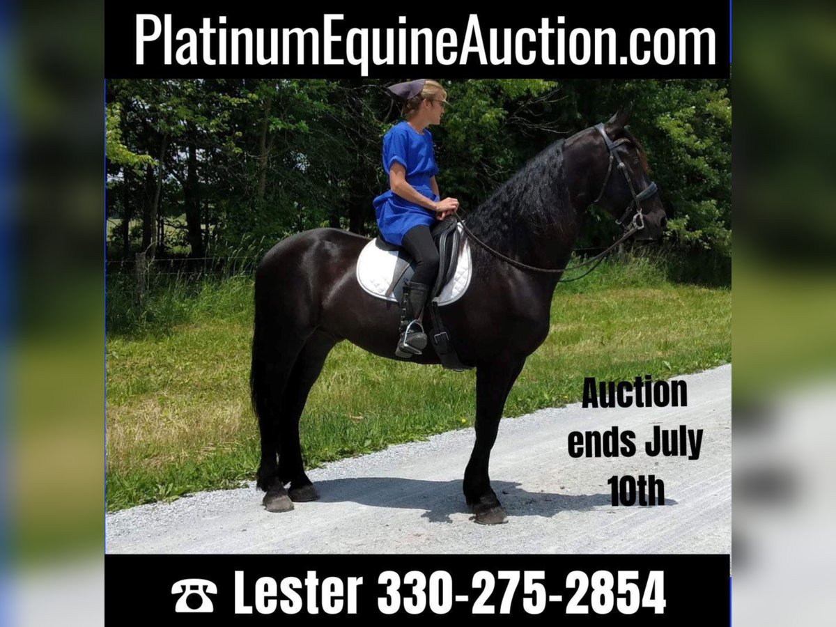 Percheron Gelding 9 years 16,2 hh Black in apple creek  oh