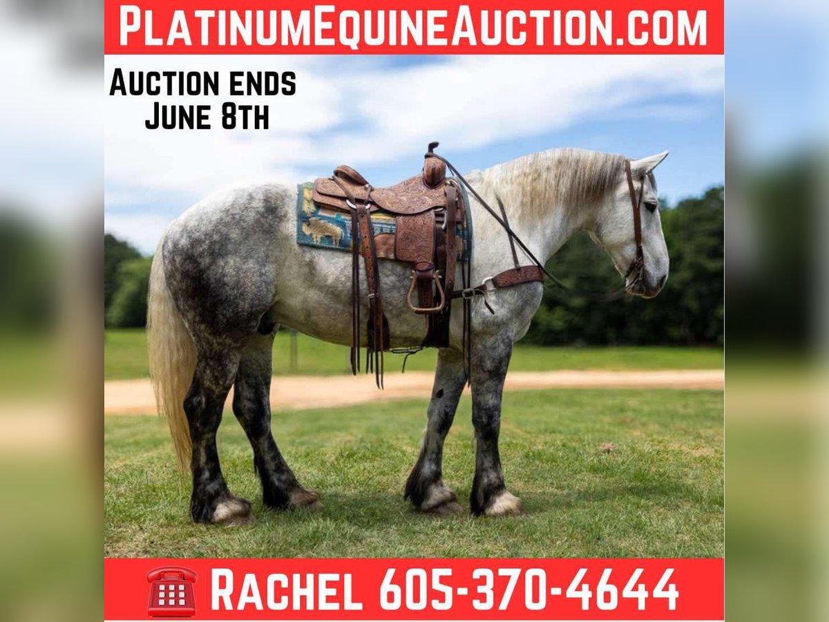 Percheron Gelding 9 years 16,2 hh Grey in Rusk TX