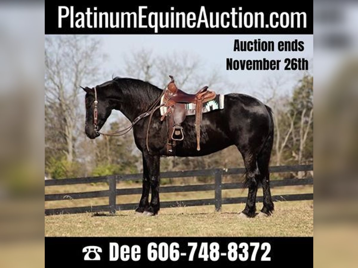 Percheron Gelding 9 years Black in Flemingsburg, KY