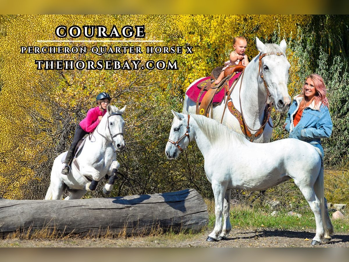 Percheron Giumenta 13 Anni 160 cm Grigio in Fort Collins, CO