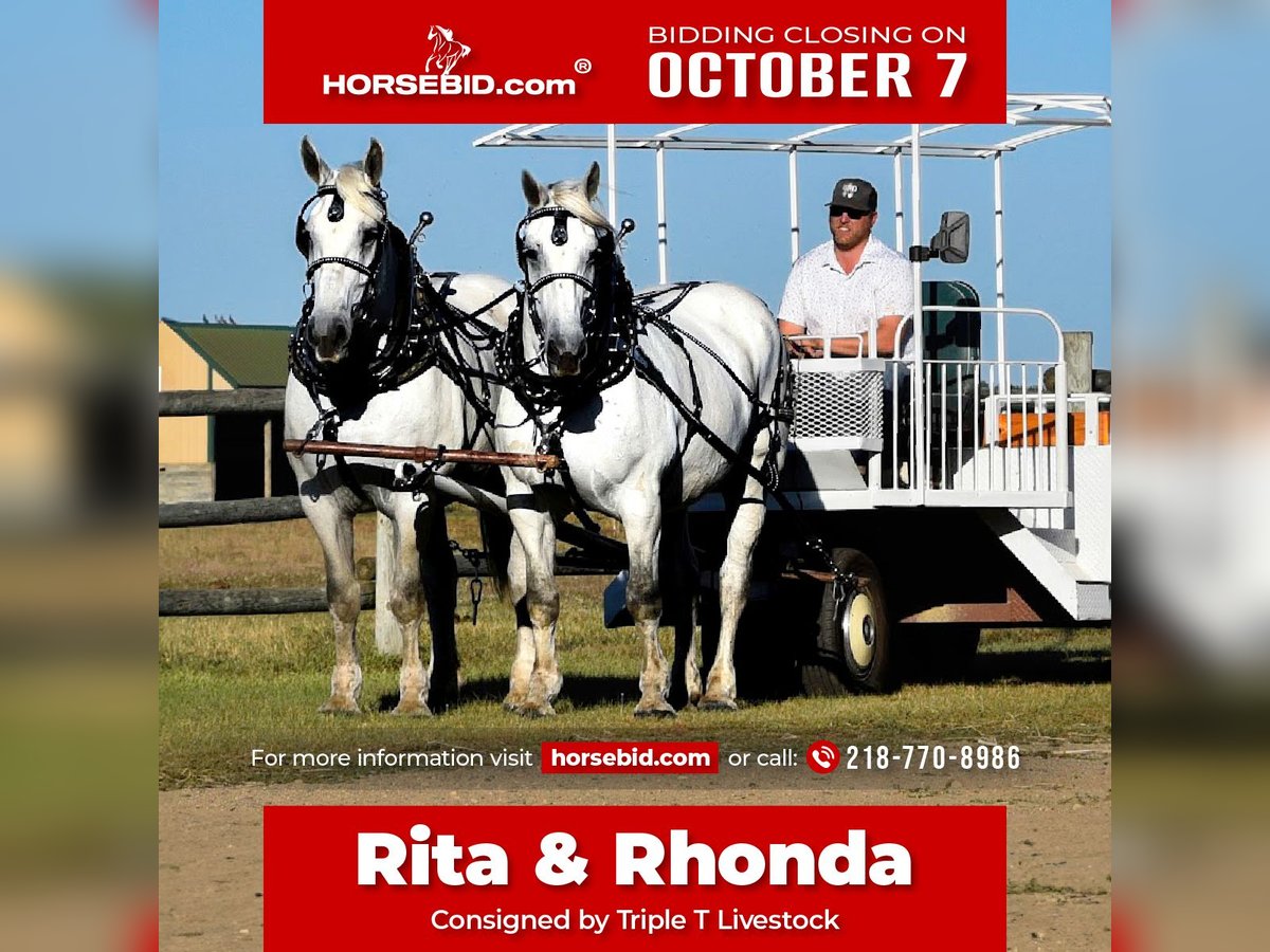 Percheron Giumenta 13 Anni 170 cm Grigio in Nevis, MN