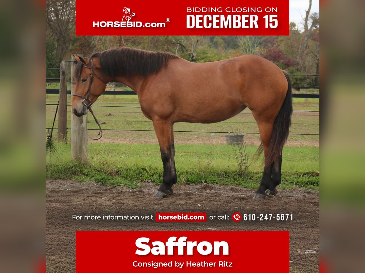 Percheron Mix Giumenta 4 Anni 163 cm Baio ciliegia in Perkasie