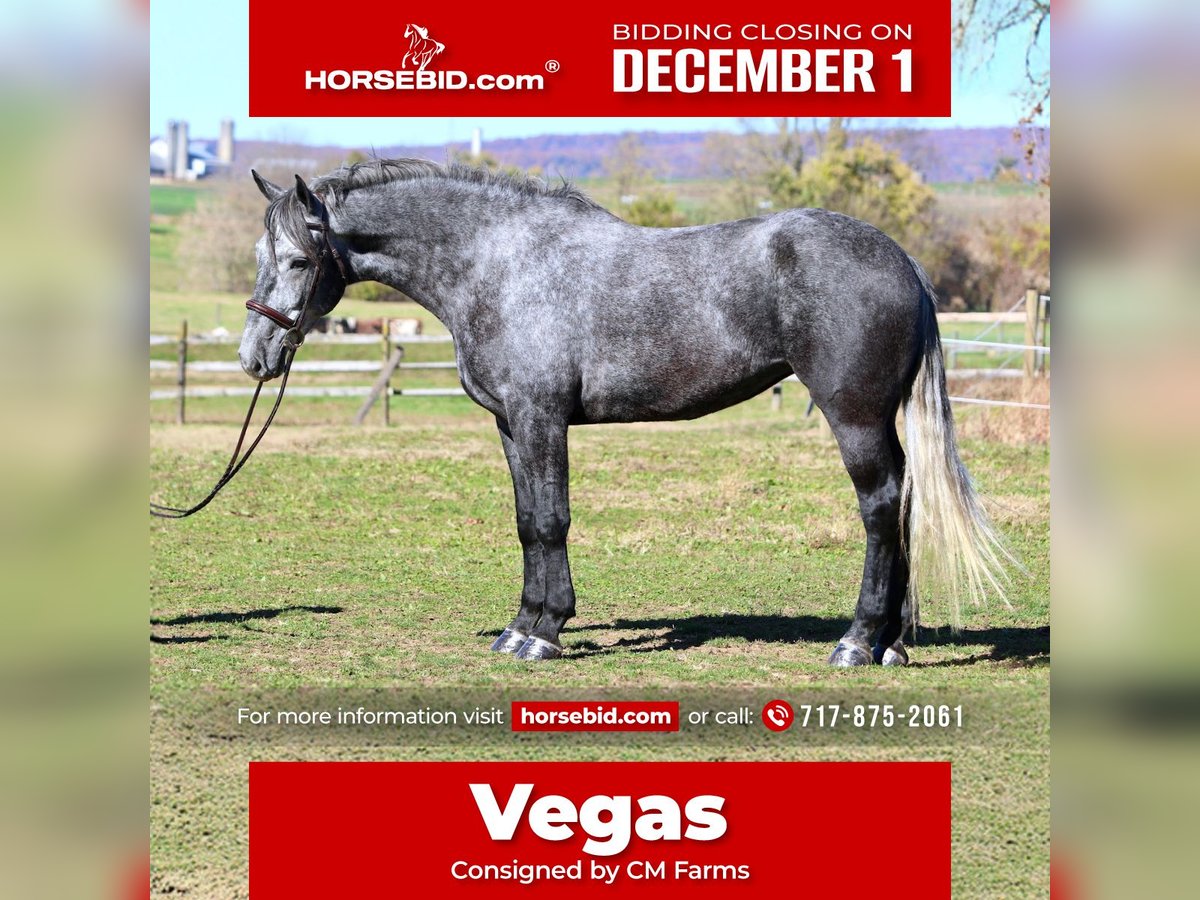 Percheron Mix Giumenta 4 Anni 165 cm Grigio in Gap