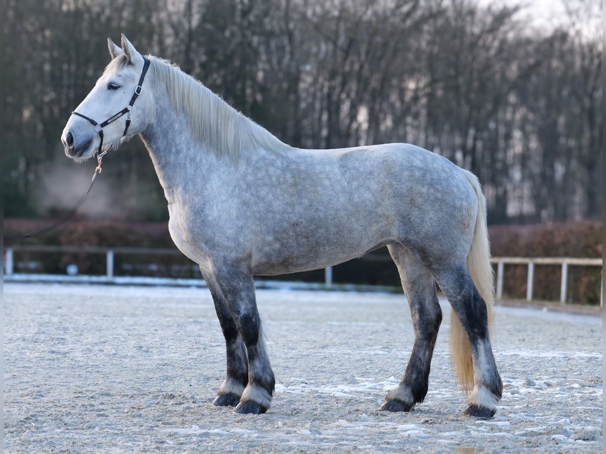 Percheron Giumenta 4 Anni 175 cm Grigio pezzato in Neustadt (Wied)