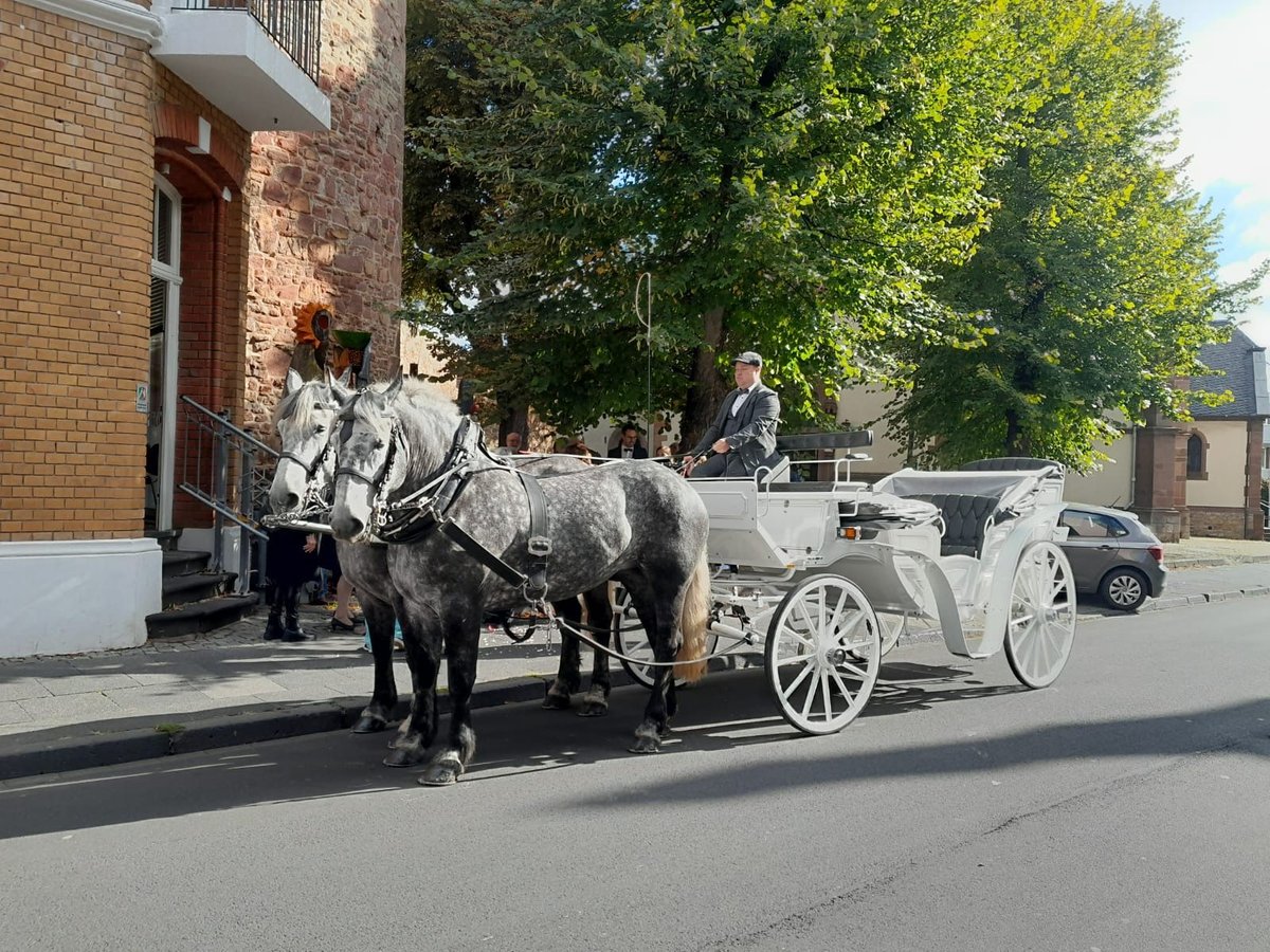 Percheron Giumenta 5 Anni 163 cm Grigio pezzato in Nettersheim