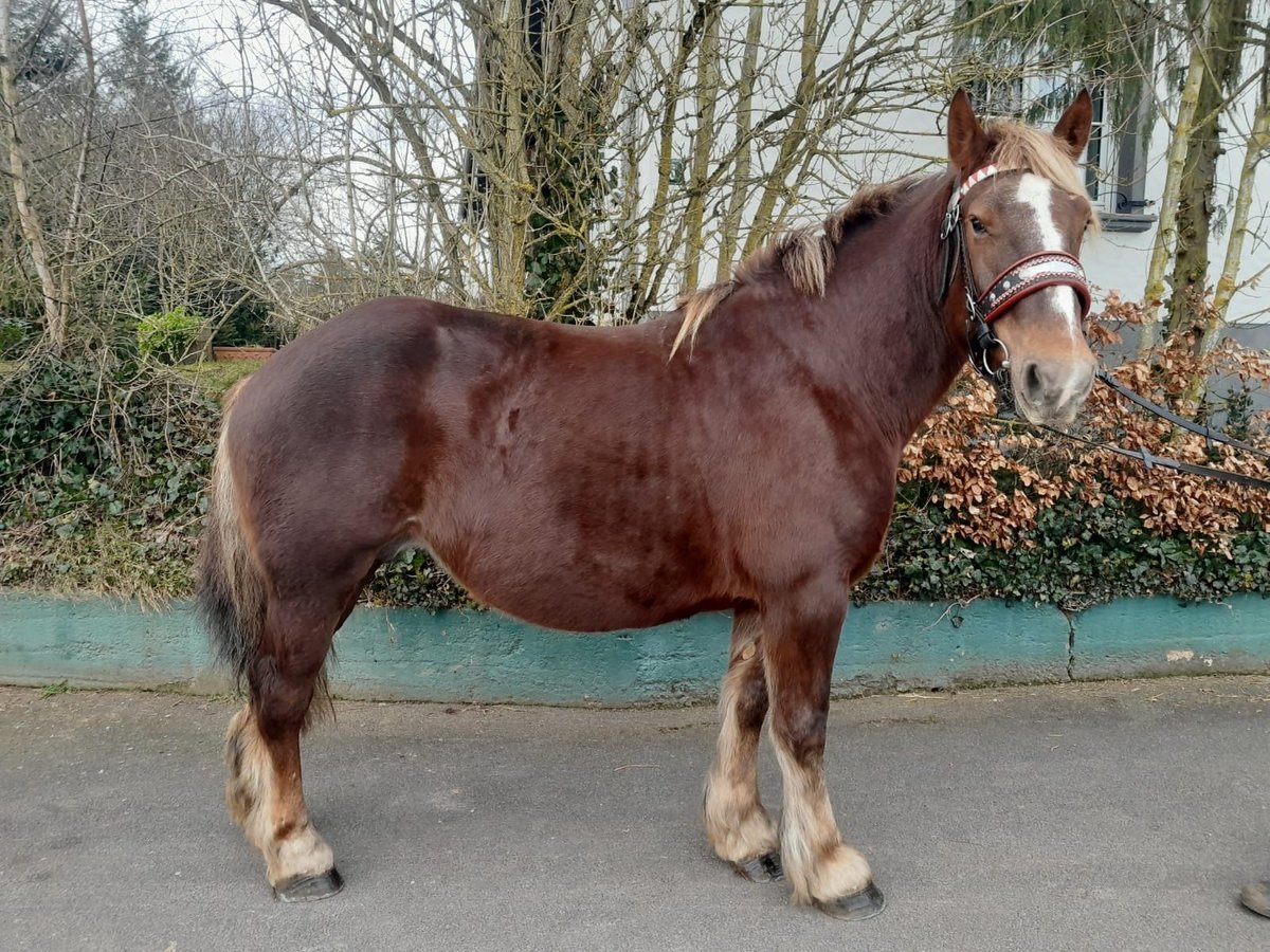 Percheron Giumenta 7 Anni 163 cm Sauro scuro in Nettersheim