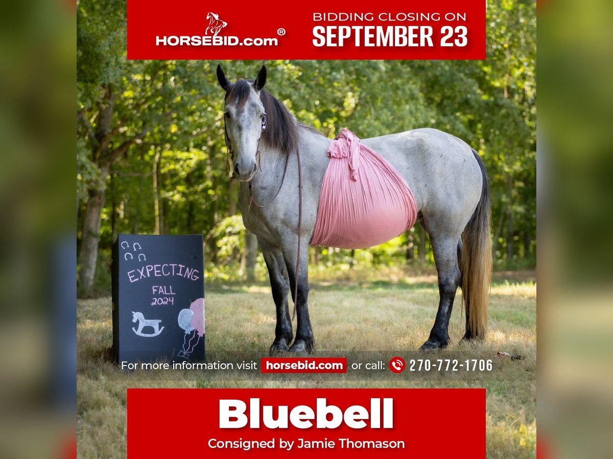 Percheron Mix Giumenta 7 Anni 165 cm Roano blu in Auburn, KY