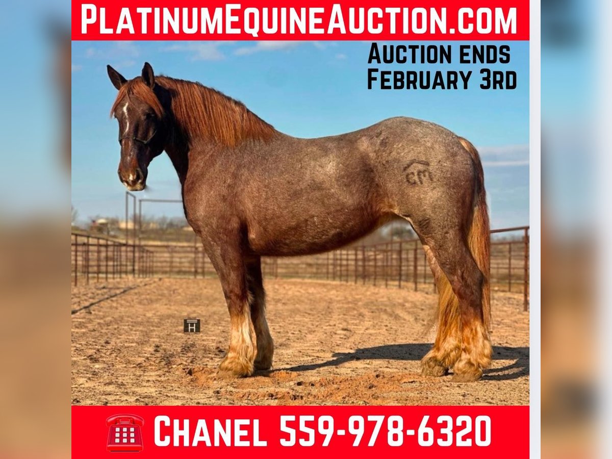 Percheron Giumenta 8 Anni 168 cm Roano rosso in Jacksboro TX