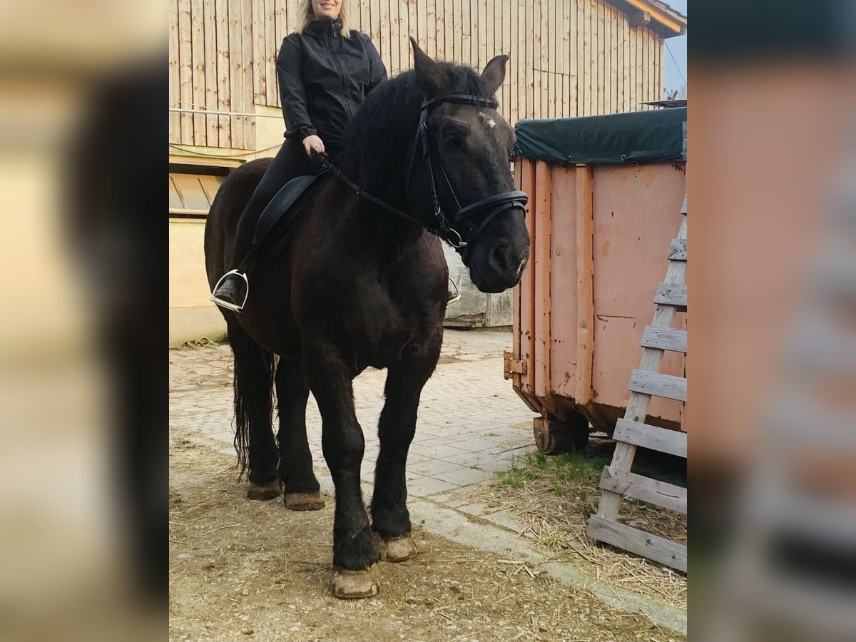 Percheron Hengst 15 Jahre 183 cm Rappe in Baden-Baden