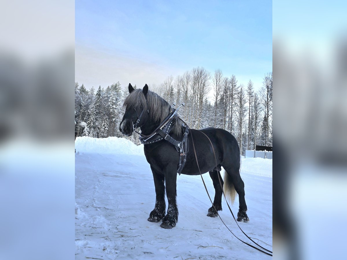 Percheron Hengst 3 Jaar 167 cm Zwart in Umeå