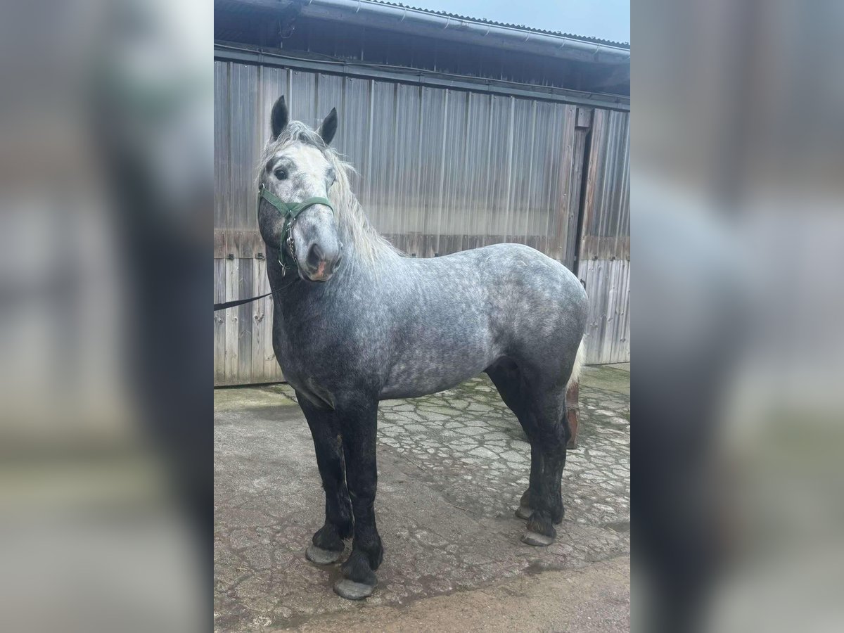 Percheron Hengst 4 Jaar Brown Falb schimmel in Boussu