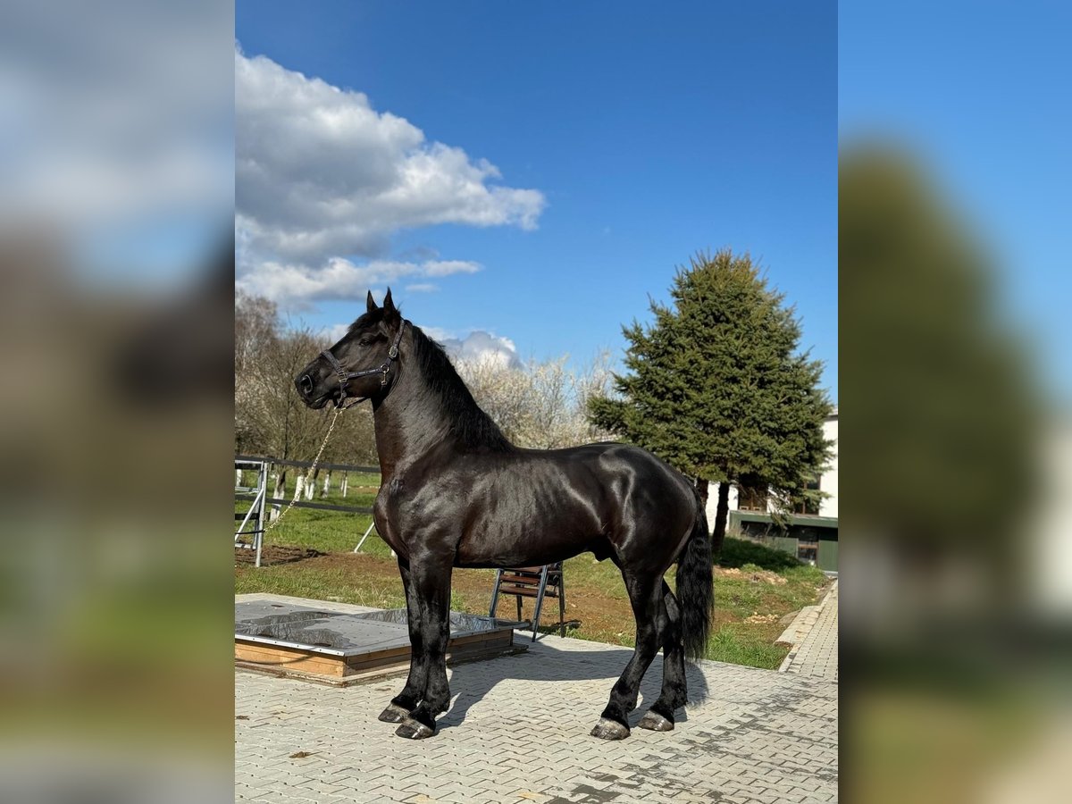 Percheron Hengst 5 Jaar 180 cm Zwart in xx