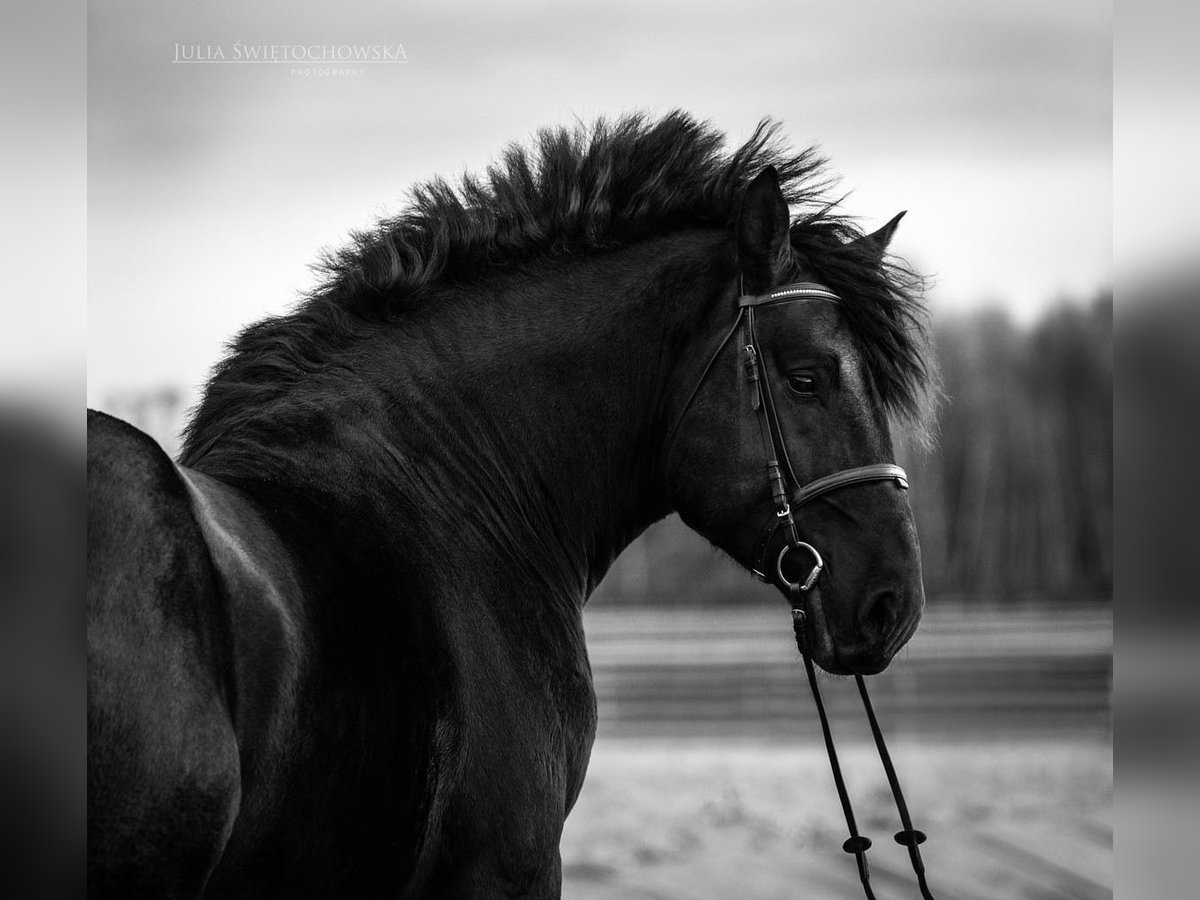 Percheron Hengst 6 Jaar 180 cm Zwart in Kęty