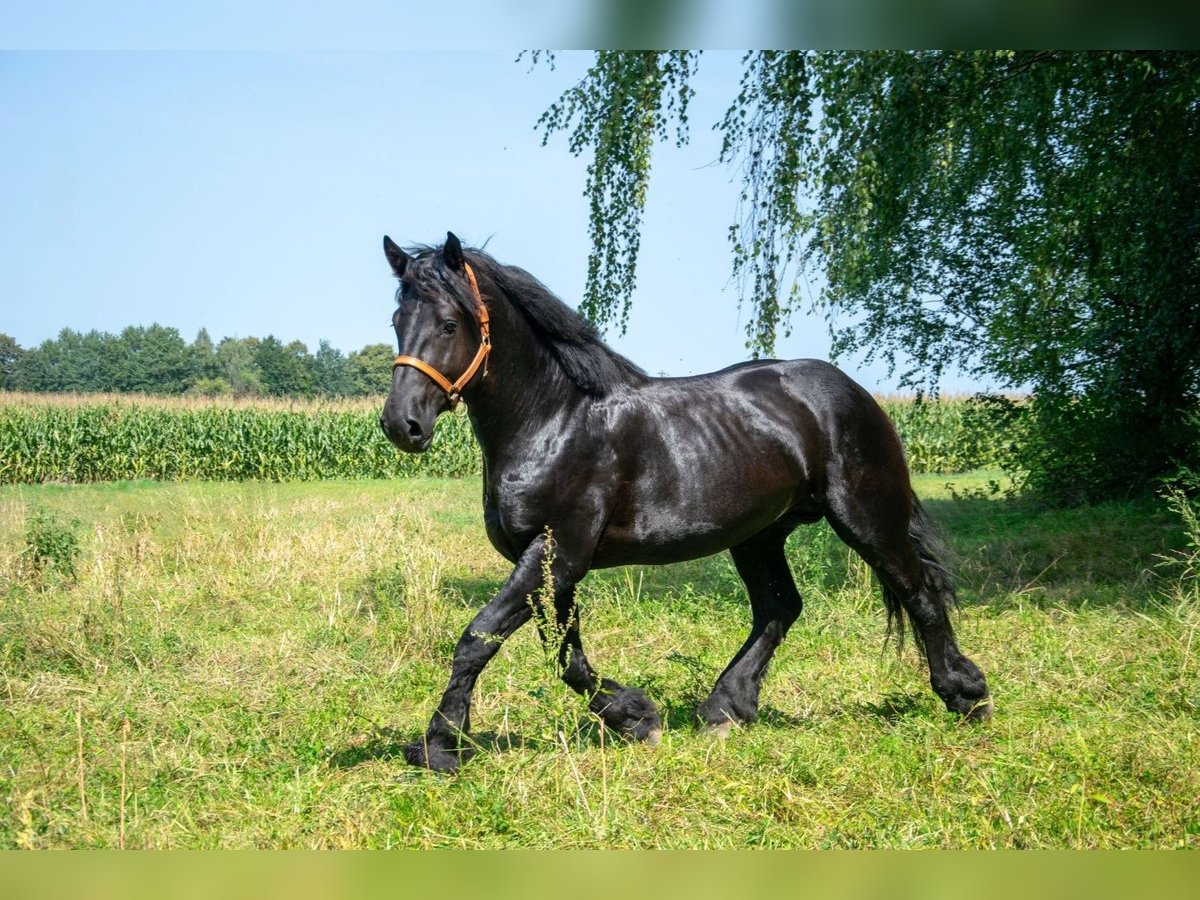 Percheron Hengst 6 Jaar Zwart in Warsaw