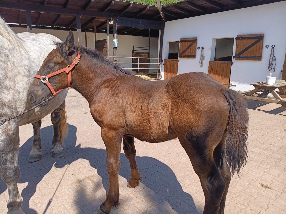 Percheron Hengst Fohlen (05/2024) Rappe in Mehlbach