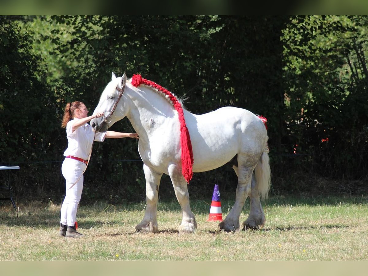 Percheron Hengst Schimmel in DINSAC Percheron Hengst Schimmel in DINSAC