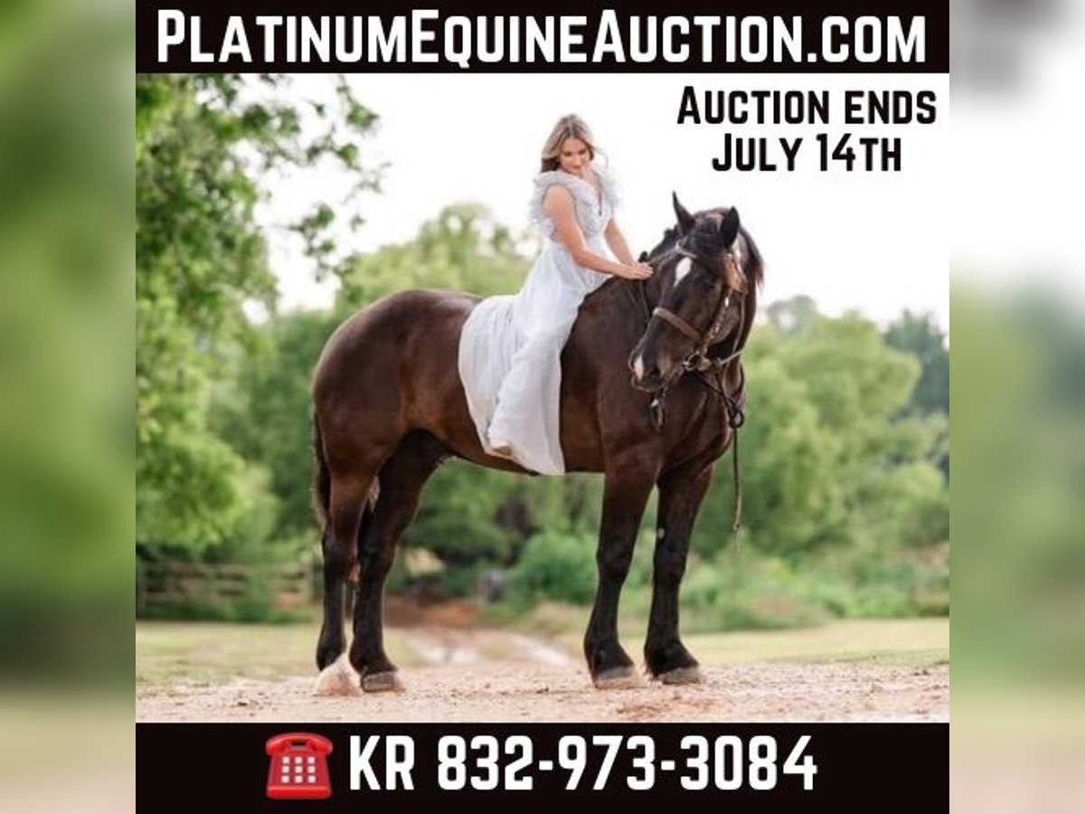 Percheron Hongre 15 Ans 183 cm in MOntgomery TX