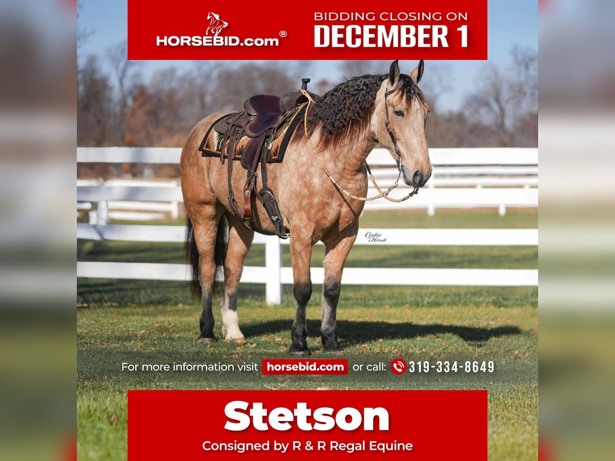 Percheron Croisé Hongre 4 Ans 160 cm Buckskin in Independence