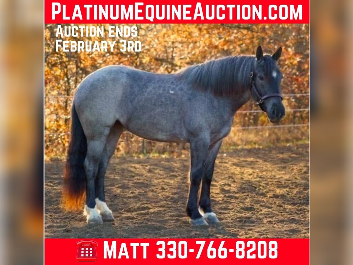 Percheron Hongre 4 Ans 160 cm in Bristolvillle OH