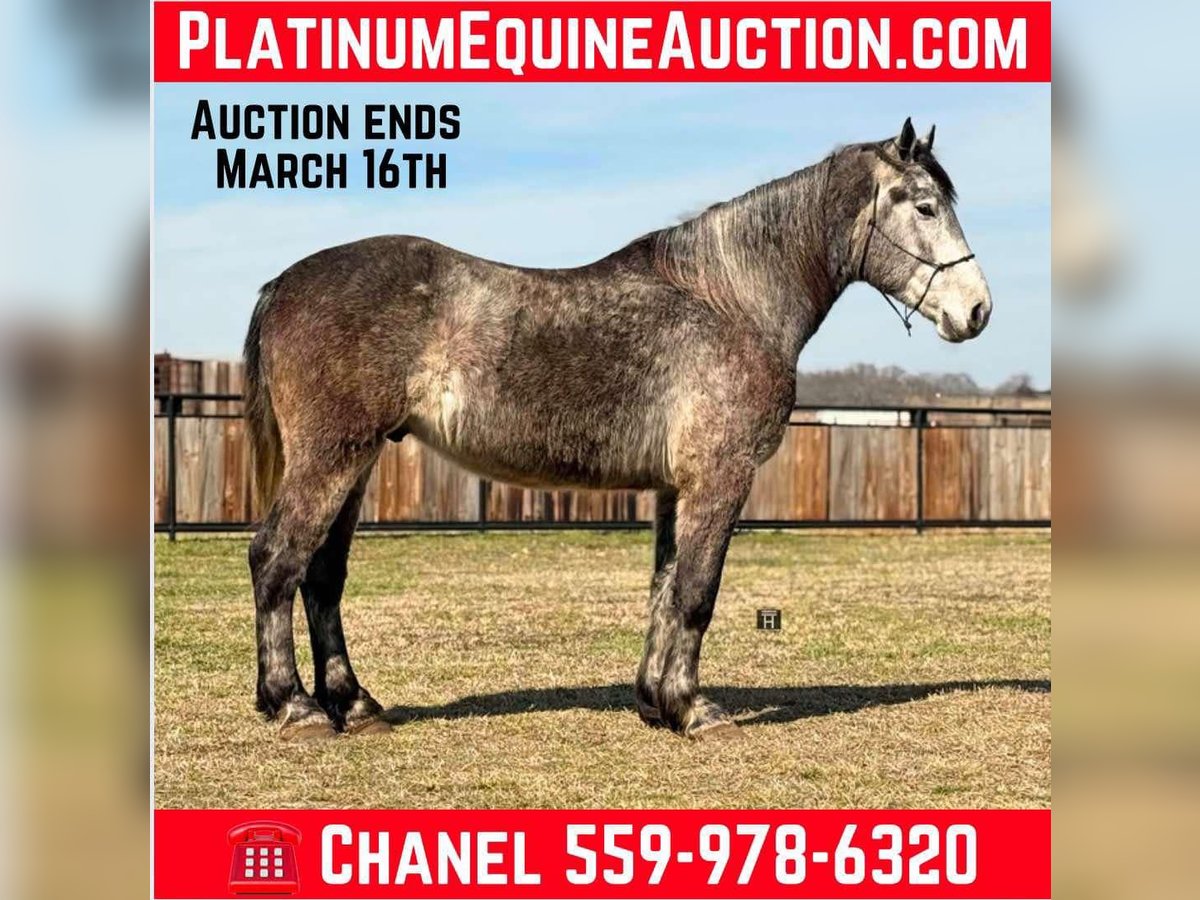 Percheron Hongre 4 Ans 165 cm Gris pommelé in Jacksboro TX