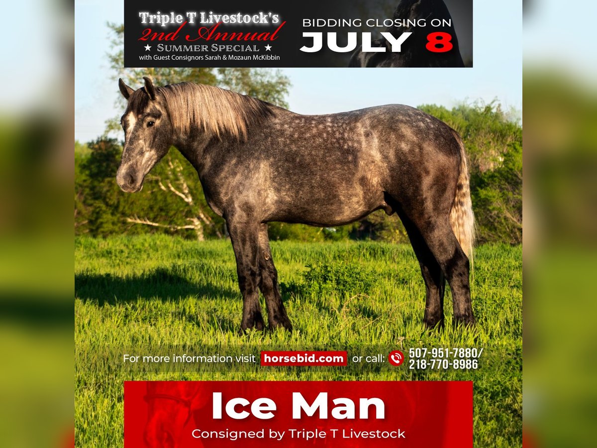 Percheron Hongre 4 Ans 173 cm Gris in Nevis, MN