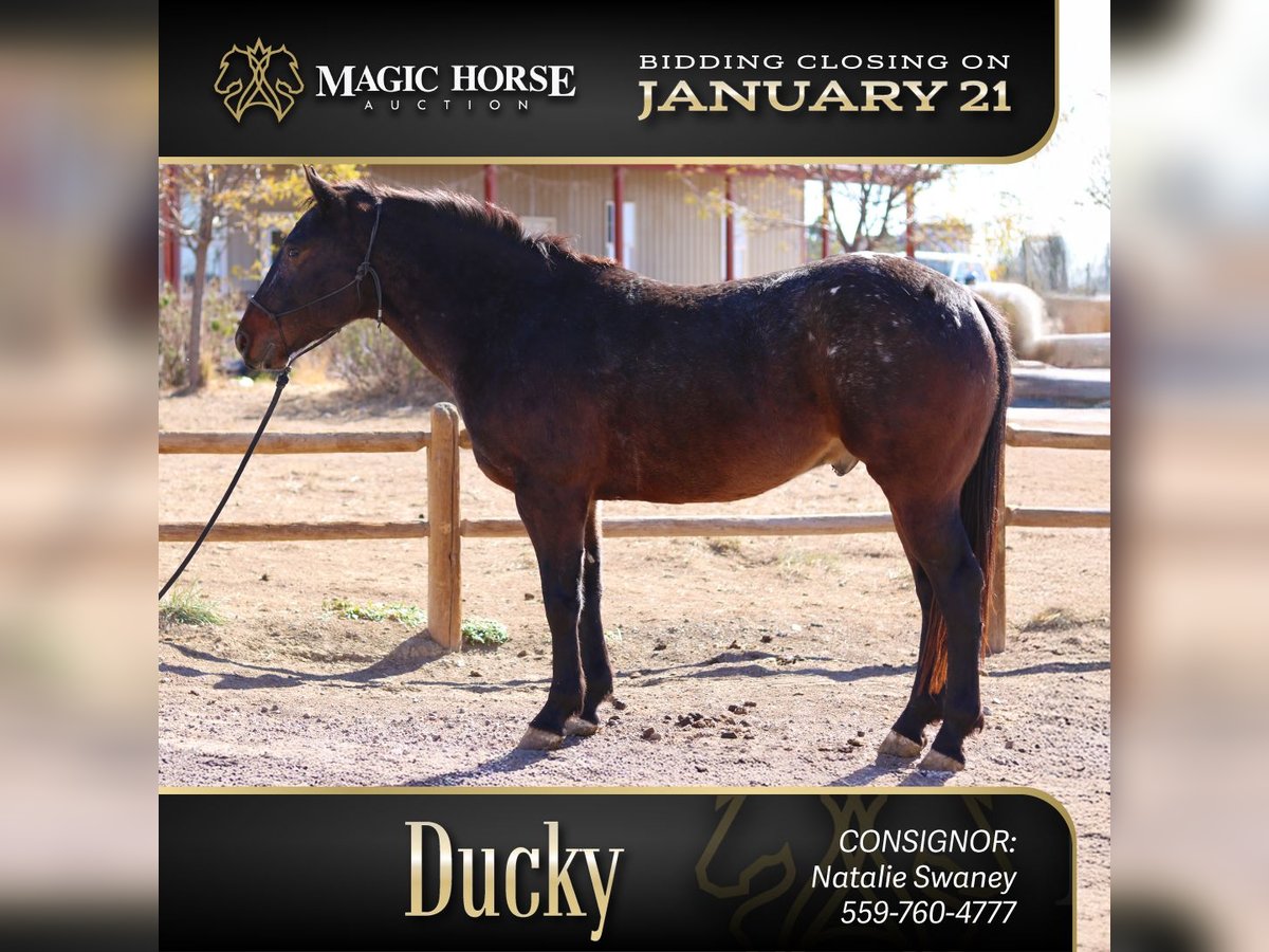 Percheron Croisé Hongre 5 Ans 152 cm Bai cerise in Fort Collins