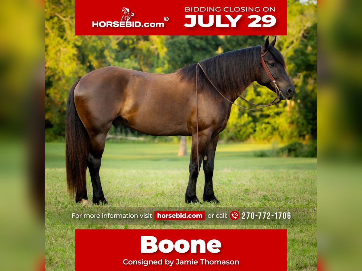 Percheron Croisé Hongre 5 Ans 160 cm Noir in Auburn, KY