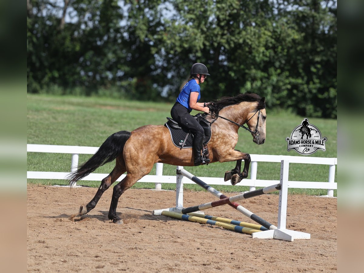 Percheron Hongre 5 Ans Buckskin in Gladstone, NJ