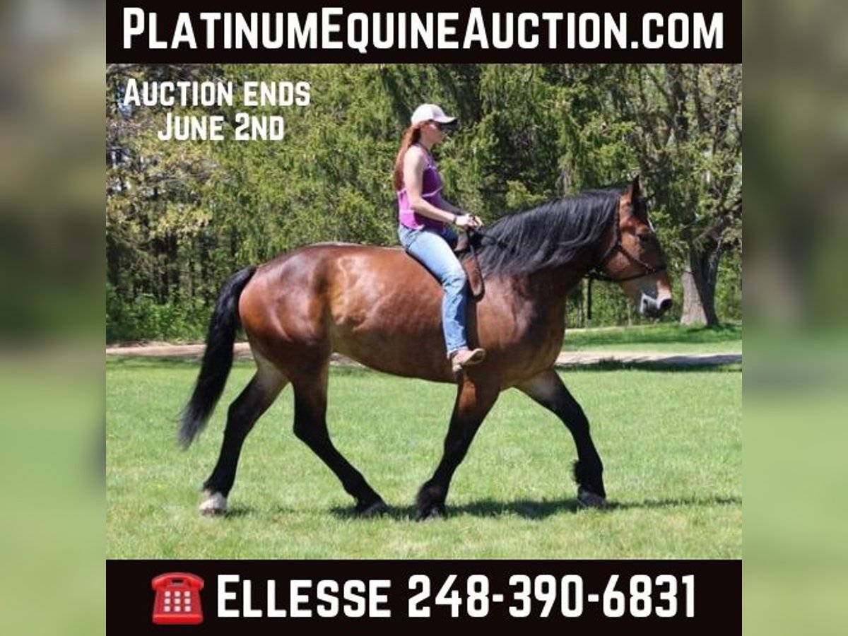 Percheron Hongre 6 Ans Bai cerise in Howell MI