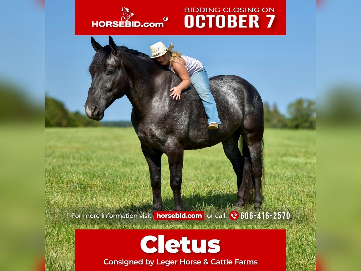 Percheron Croisé Hongre 8 Ans 163 cm Rouan Bleu in Crab Orchard, KY