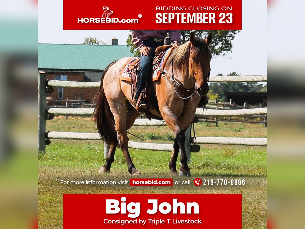 Percheron Croisé Hongre 9 Ans 168 cm in Nevis, MN