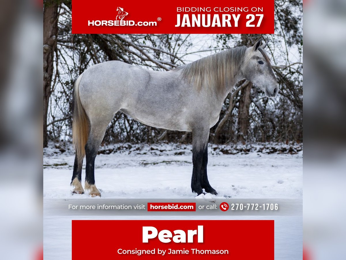 Percheron Croisé Jument 3 Ans 157 cm Gris in Auburn, KY