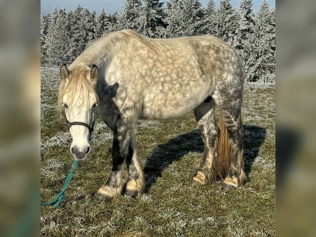 Percheron Mix Mare 12 years 15,3 hh Gray in Daleiden