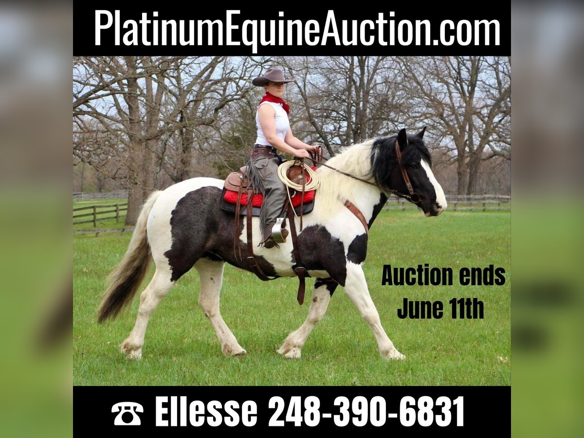 Percheron Mare 12 years 17 hh Tobiano-all-colors in Highland MI