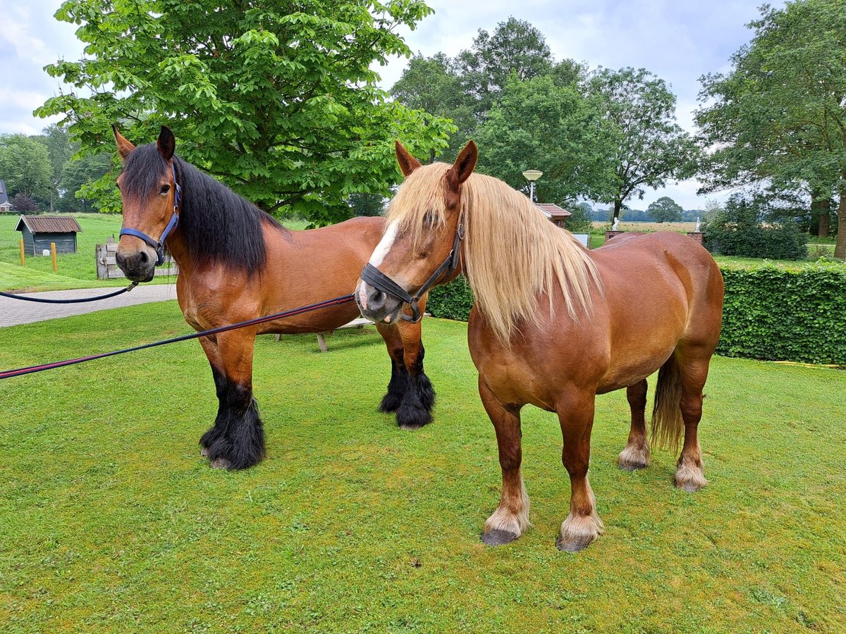 Percheron Mare 13 years 15,2 hh Brown in Rheeze