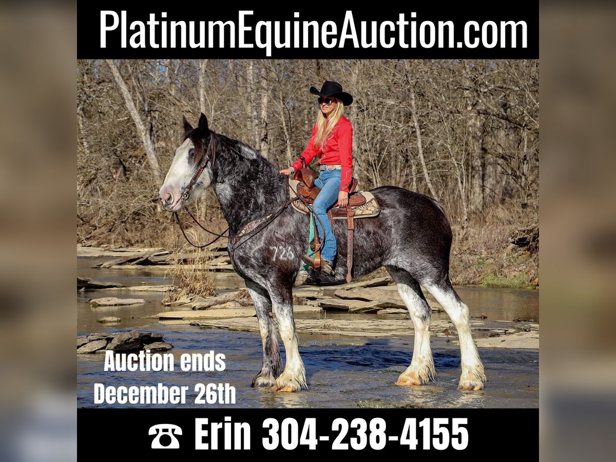 Percheron Mare 14 years 17 hh Black in Flemingsburg, KY